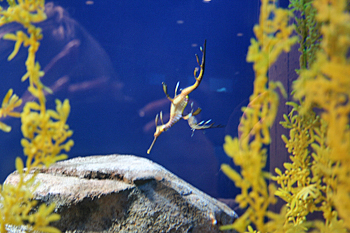 Georgia Aquarium leafy sea dragons
