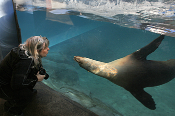 Georgia Aquarium California sea lion