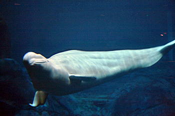 Georgia Aquarium Beluga whale