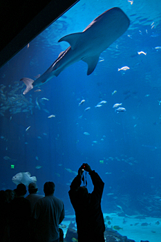 Georgia Aquarium Ocean Voyager
