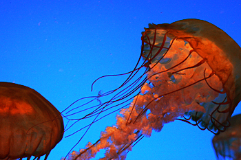 Georgia Aquarium jellyfish