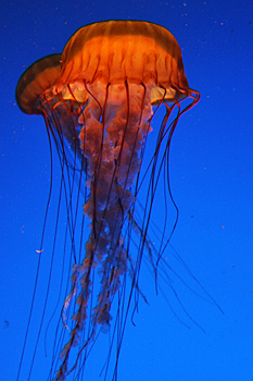 Georgia Aquarium jellyfish