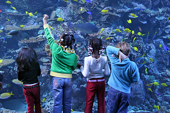 Georgia Aquarium living coral reef