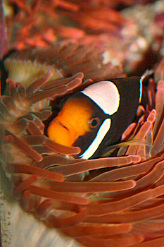 Georgia Aquarium clownfish Nemo