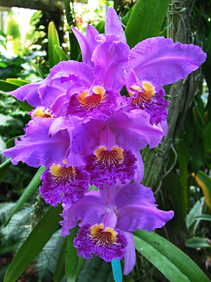 Marie Selby Botanical Gardens orchid