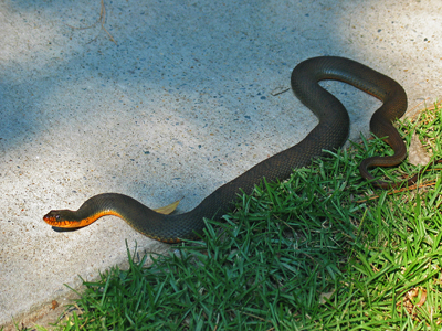 Red bellied water snake