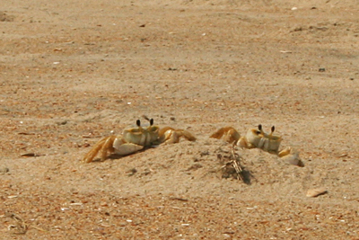 Cape Hatteras ghost crabs