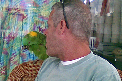 Key West Parrot