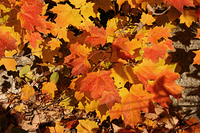 Fall foliage, Acadia National Park in Maine