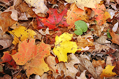 Vermont Fall Foliage