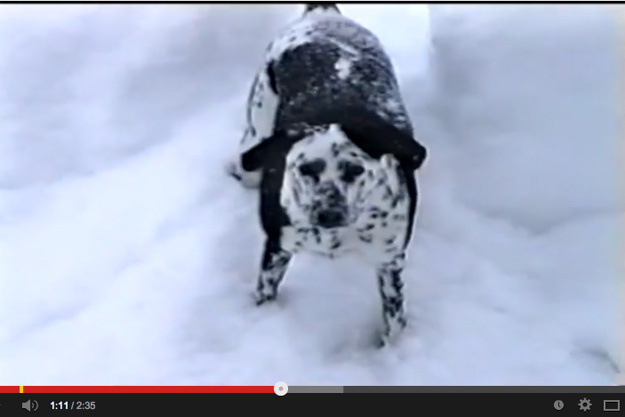 Dogideo proves that some like it cold