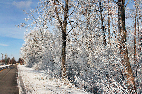 frost_on_trees_county_line_road1