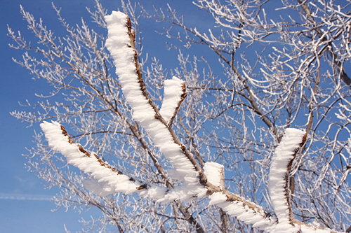 frost_on_trees_county_line_road2