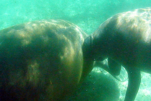 crystal_river_three_sisters_spring_manatees