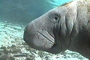 Swimming With Manatees, Crystal River, Florida