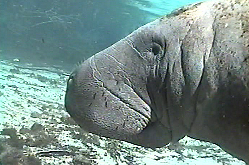 crystal_river_three_sisters_spring_manatees2