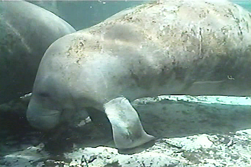 crystal_river_three_sisters_spring_manatees3