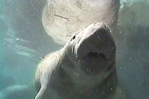 crystal_river_three_sisters_spring_manatees4