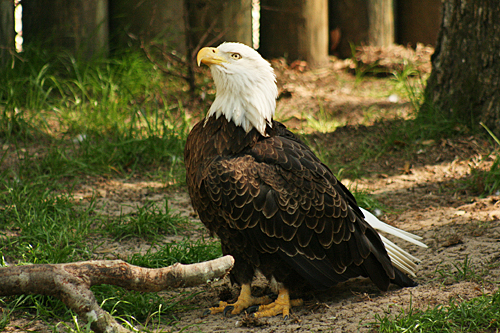 homosassa_springs_state_park_bald_eagle