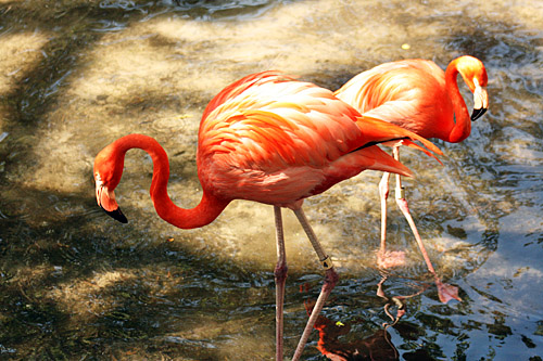 homosassa_springs_state_park_flamingoes