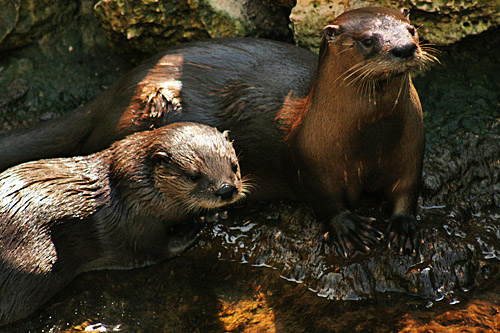homosassa_springs_state_park_otters