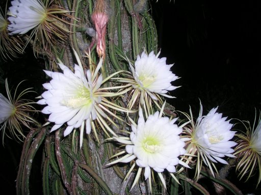 night-blooming-cereus