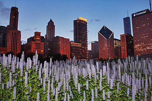 Lavender frames high-rises in Lurie Gardens in Millennium Park at night