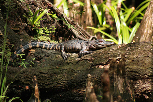 Smaller alligator suns on a swamp log in the Babcock Wilderness
