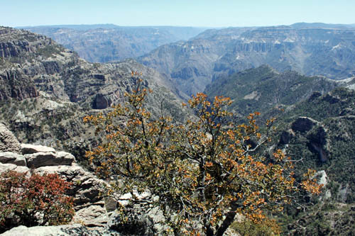 A view into Copper Canyon from the Divisadero overlook