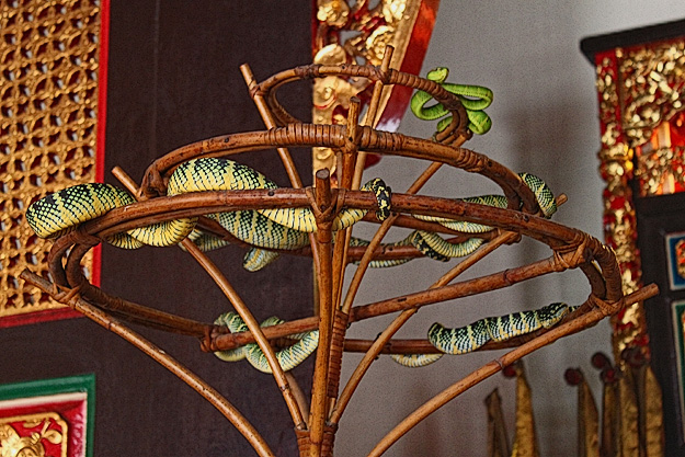 Pit vipers at Snake Temple on Penang Malaysia