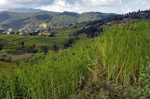 Beautiful rice and millet fields on the trek to Nagarkot