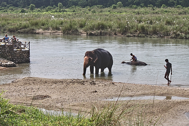 Elephant bathing at Chitwan National Park in Nepal