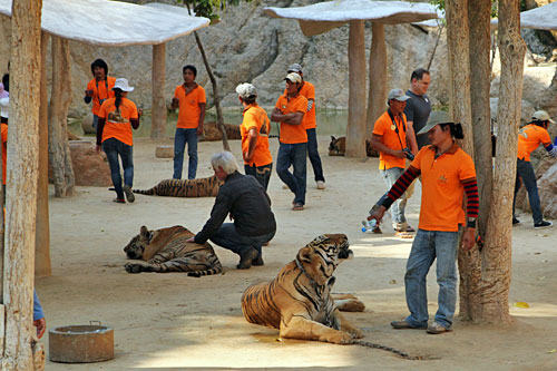 Guide squirts water into the mouth of a thirsty tiger