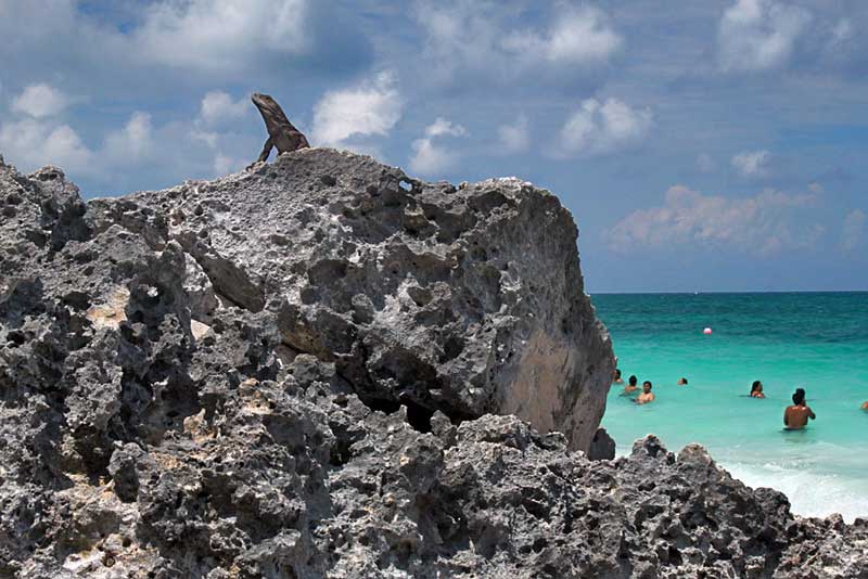 Lizard Surveys His Domain at Tulum Beach, Mexico