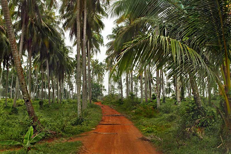 Coconut Groves on Koh Mak Island, Thailand