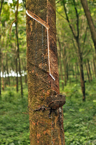 Tapping Rubber Trees, Koh Mak Island, Thailand