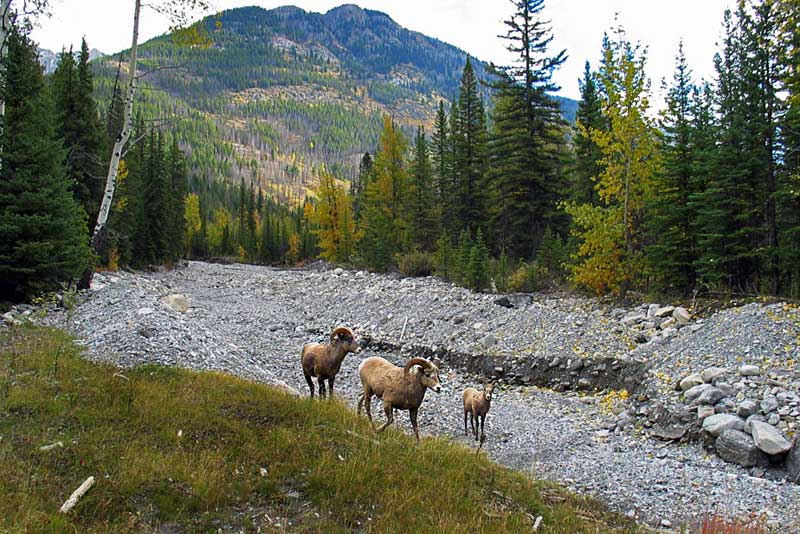 Big Horn Sheep in Banff National Park, Canada