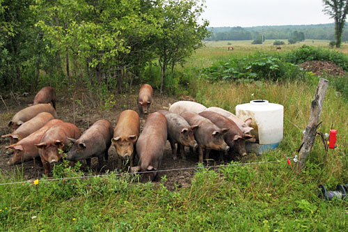 Pig pen area at Winters Grass Farm