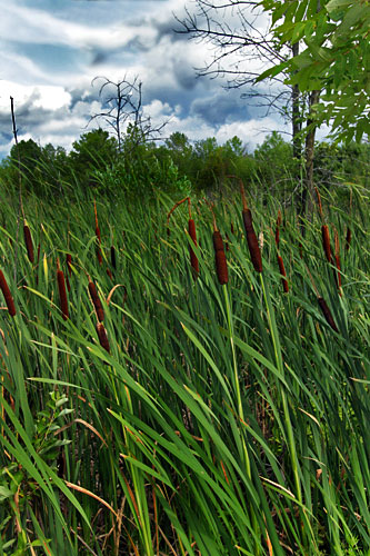 Cattails and marsh grasses at Point au Roche Park near Plattsburgh, NY