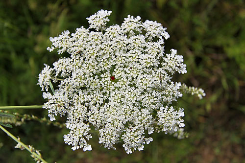 Queen Anne's Lace blossom with a perfect ruby red center