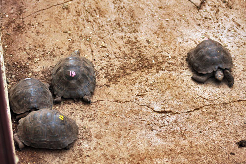 Colored numbers painted on baby tortoises at the Charles Darwin Research Center identify species from various islands
