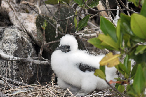 Baby Red-Footed Booby starts out as ball of white fluff
