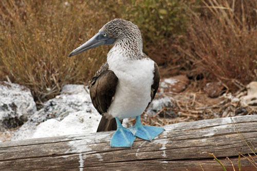 Blue-Footed Booby shows off colorful feet during mating dance