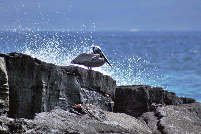 Brown Pelican, Galapagos Islands of Ecuador