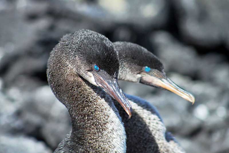 Flightless Cormorants in Courtship Pose, Galapagos Islands of Ecuador