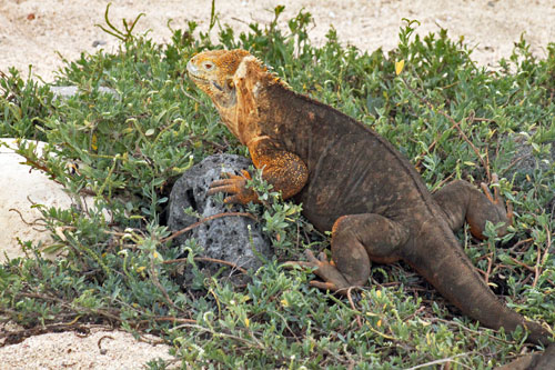 Land Iguanas on North Seymour Island have lost their fear of humans over the last few years