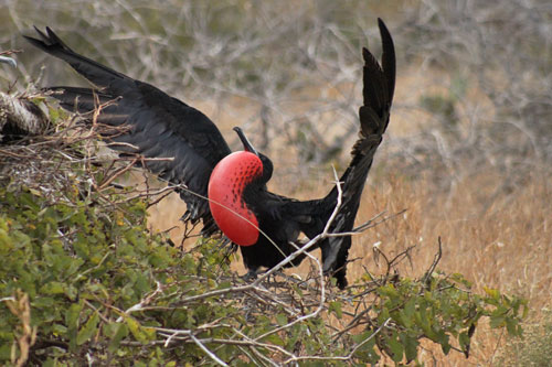 Male Magnificent Frigatebird puffs up throat sack to attract a female