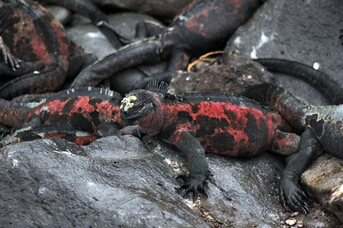 Marine Iguanas, exhibiting dfferent colors on each island, sit around in huge piles, indifferent to human presence