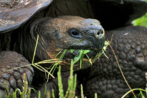 Pirates & sailors hunted giant tortoises for their meat, whalers for their oil, almost to extinction