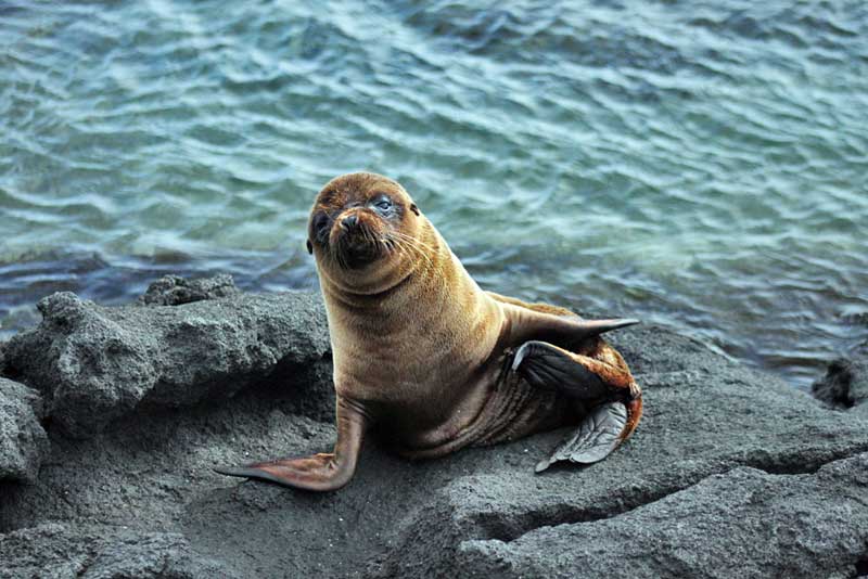 Baby Sea Lion Poses for a Portrait in the Galapagos Islands of Ecuador